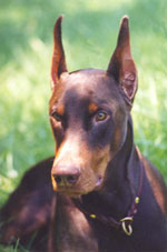 All of our dobes are for
loving adoption and not for sale.
You can help with a donation.